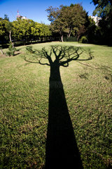 Sevilla  Spanien  der Schatten eines kahlen Baumes