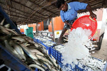 Annankoil  Indien  Fische werden mit Eis gekuehlt