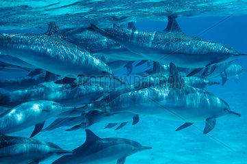 Rotes Meer  Aegypten  Spinner-Delphine bei Sataya Kebir