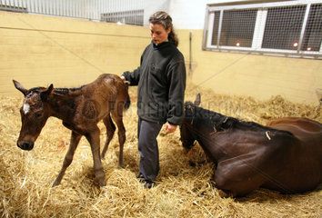Soltau  Deutschland  Pferdewirtin leistet Fohlen Hilfe bei dem ersten Stehversuch