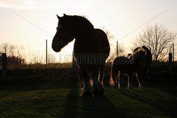 Prangendorf  Pferde am Abend auf der Weide