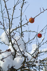 Afritz am See  Oesterreich  Apfelbaum mit restlichen Aepfeln im Schnee