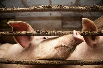 Riedlingen  Deutschland  ein Schwein im Stall