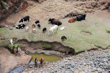 Mangudo  Aethiopien  Nutztiere an einer Wasserstelle