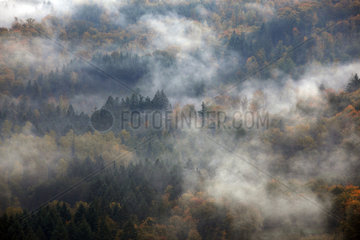 Gaggenau  Deutschland  Wald im Nebel