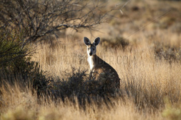 Coral Bay  Australien  ein Kaenguru sitzt im australischen Bush