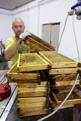 Castel Giorgio  Italien  Imker stapelt Honigwaben aufeinander