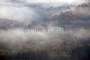 Gaggenau  Deutschland  Wald im Nebel