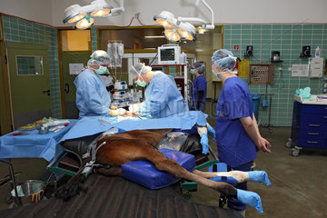 Berlin  Deutschland  Tieraerzte operieren ein Pferd