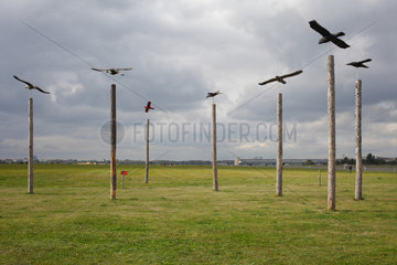 Berlin  Deutschland  Vogelskulpturen auf dem stillgelegten Flughafen Tempelhof