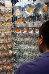 Hongkong  China  Zierfische werden in kleinen Plastiktueten zum Verkauf angeboten