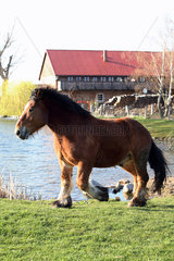 Prangendorf  Pferd auf einem Bauernhof im Trab