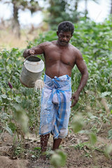 Puliyampathai  Sri Lanka  Gemueseanbau fuer eine unabhaengige Versorgung