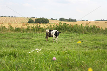 Uneliski  Weissrussland  eine Kuh auf einer Wiese