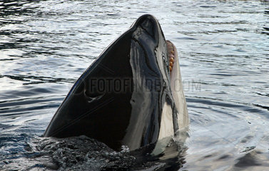 Puerto de la Cruz  Spanien  Schwertwal schaut aus dem Wasser heraus