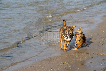 Emden  Deutschland  zwei Hunde toben an der Nordseekueste
