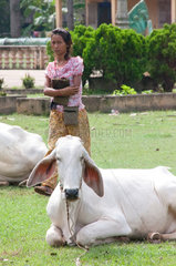 Chong Koh  Kambodscha  Rinder und eine junge Frau