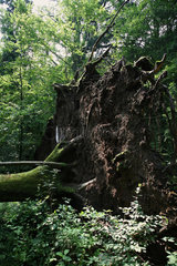 Bialowieza  Polen  umgestuerzter Baum im Nationalpark Bialowieza