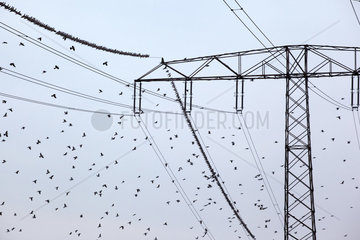 Seefeld  Deutschland  ein Taubenschwarm fliegt um einen Strommast