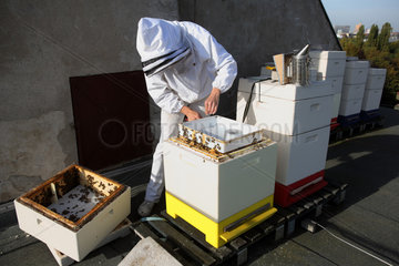 Berlin  Deutschland  Imkerin Erika Mayr kontrolliert ein Bienenvolk auf einem Dach