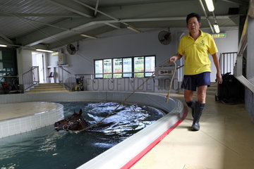 Hong Kong  China  Pferd bei der Aquatherapie