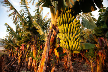 Tazacorte  Spanien  Bananenplantagen bei Tazacorte