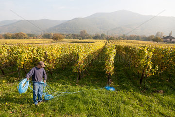 Weier im Thal  Frankreich  elsaessisches Weinbaugebiet  wo typischerweise helle Trauben ueberwiegen