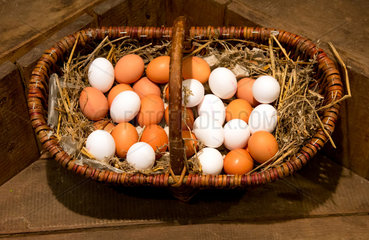 Herten  Deutschland  Eier einkaufen im Hofladen