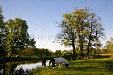 Basedow  Deutschland  Pferde am Flussufer