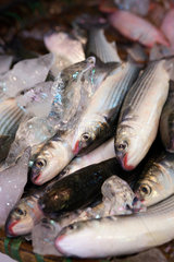Hongkong  China  Fische in der Auslage eines Fischhaendlers