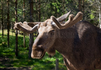 Ed  Schweden  Kopfportraet von einem Elch auf der Elchfarm Dalslands Moose Ranch