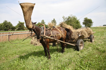 Gruszauka  Weissrussland  ein Pferd mit umgehaengtem Futtersack
