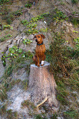 Rewahl  Polen  ein Hund sitzt auf einem Baumstumpf am Strand von Rewahl