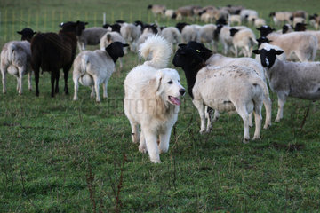 Neu Kaetwin  Deutschland  Pyrenaeenberghund bewacht eine Herde Dorperschafe