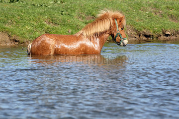 Prangendorf  ein Pony steht in einem See