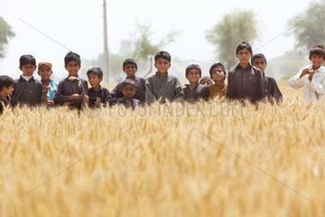 Jaffarabad  Pakistan  Kinder im Weizenfeld