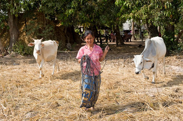 Prahut  Kambodscha  eine Kambodschanerin fuehrt Kuehe auf ein Feld