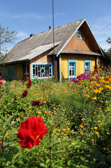 Domsarycy  Weissrussland  ein typisches Holzhaus in einem Meer von Blumen