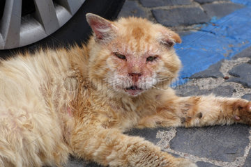 Manciano  Italien  herrenlose kranke Katze liegt auf der Strasse