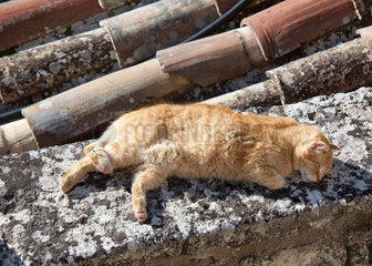 Bonnieux  Frankreich  eine Katze doest auf einer Mauer in der Sonne