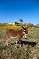 Agios Therissos  Tuerkische Republik Nordzypern  Esel auf einer Wiese