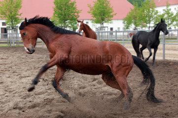 Neustadt/Dosse  Deutschland  Pferde toben im Sandpaddock herum