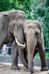 Berlin  Deutschland  asiatische Elefanten im Berliner Zoo