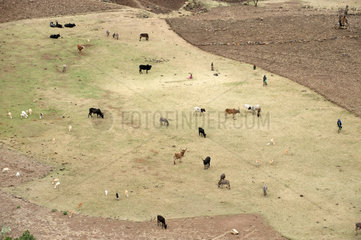 Zala Zembaba  Aethiopien  Tiere auf der Weide