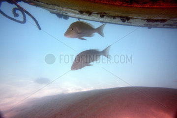 Coral Bay  Australien  Fische tummeln sich unter einem Boot am Ningaloo Reef