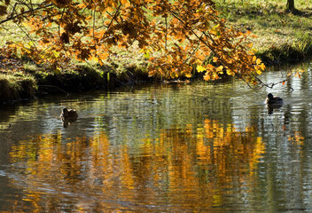 Potsdam  in einem Park schwimmen Enten