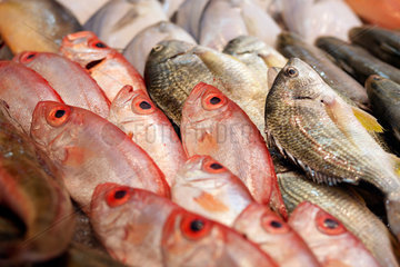 Hongkong  China  Fische in der Auslage eines Fischhaendlers
