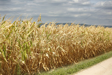 Ingelheim  Deutschland  vertrocknete Maispflanzen auf einem Feld