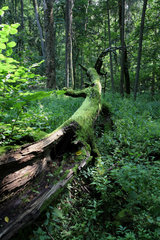 Bialowieza  Polen  umgestuerzter bemooster Baum im Nationalpark Bialowieza