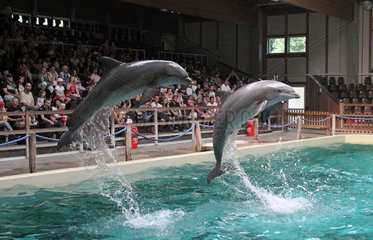 Muenster  Deutschland  Delfine zeigen ihre Kunststuecke vor Publikum